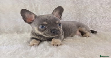 Chihuahua dogs - Advert 4
