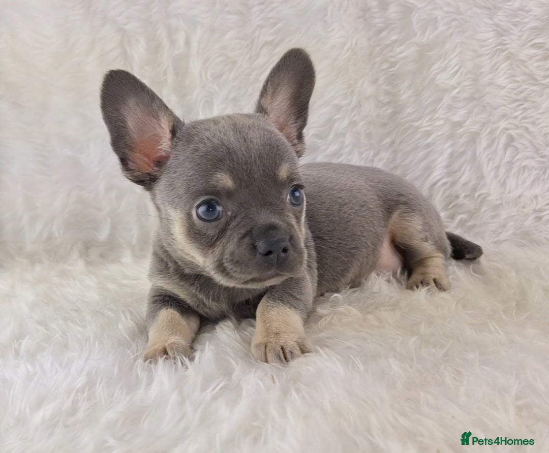 Chihuahua dogs for sale: Chihuahua X French Bulldog Puppies  - Image 2