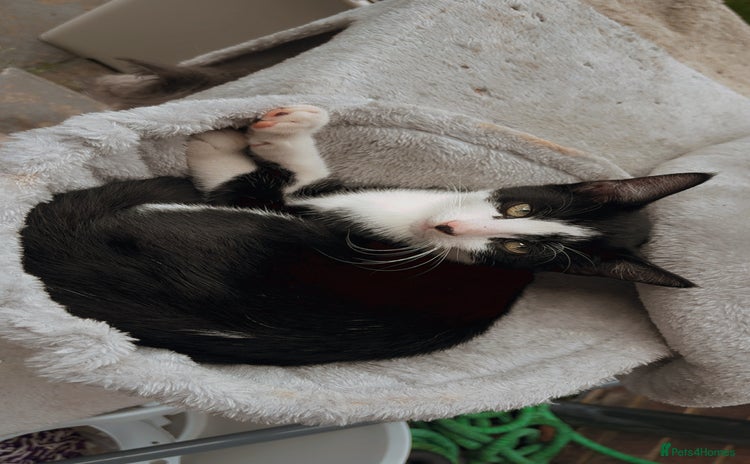 Domestic Shorthair cats - Advert 3