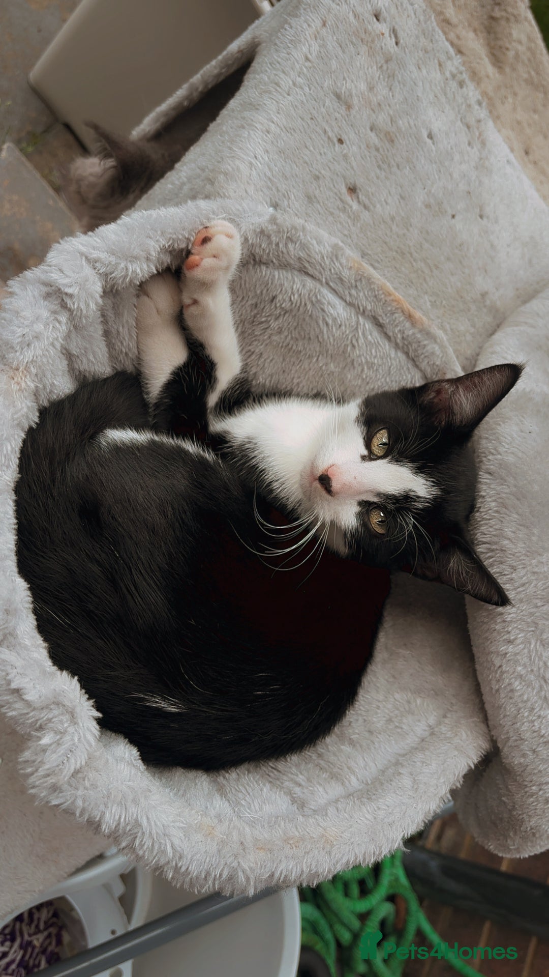 Domestic Shorthair cats for sale: FREE FREE FREE!!! black and white male kittens - Image 1