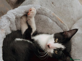 Domestic Shorthair cats - Advert 19