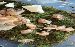 Snails invertebrates for sale: Lissachatina fulica babies - Image 1