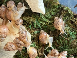 Snails invertebrates Lissachatina fulica babies - Advert 1