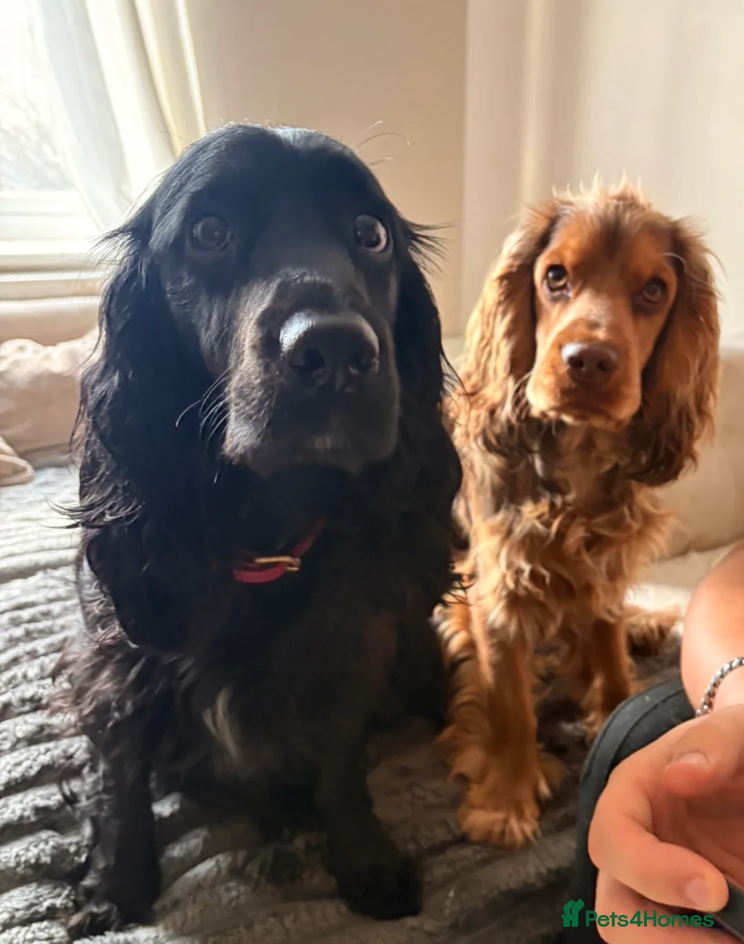 Cocker Spaniel dogs for sale: Beautiful litter of 9 cocker spaniel puppies 🥰 - Advert 2