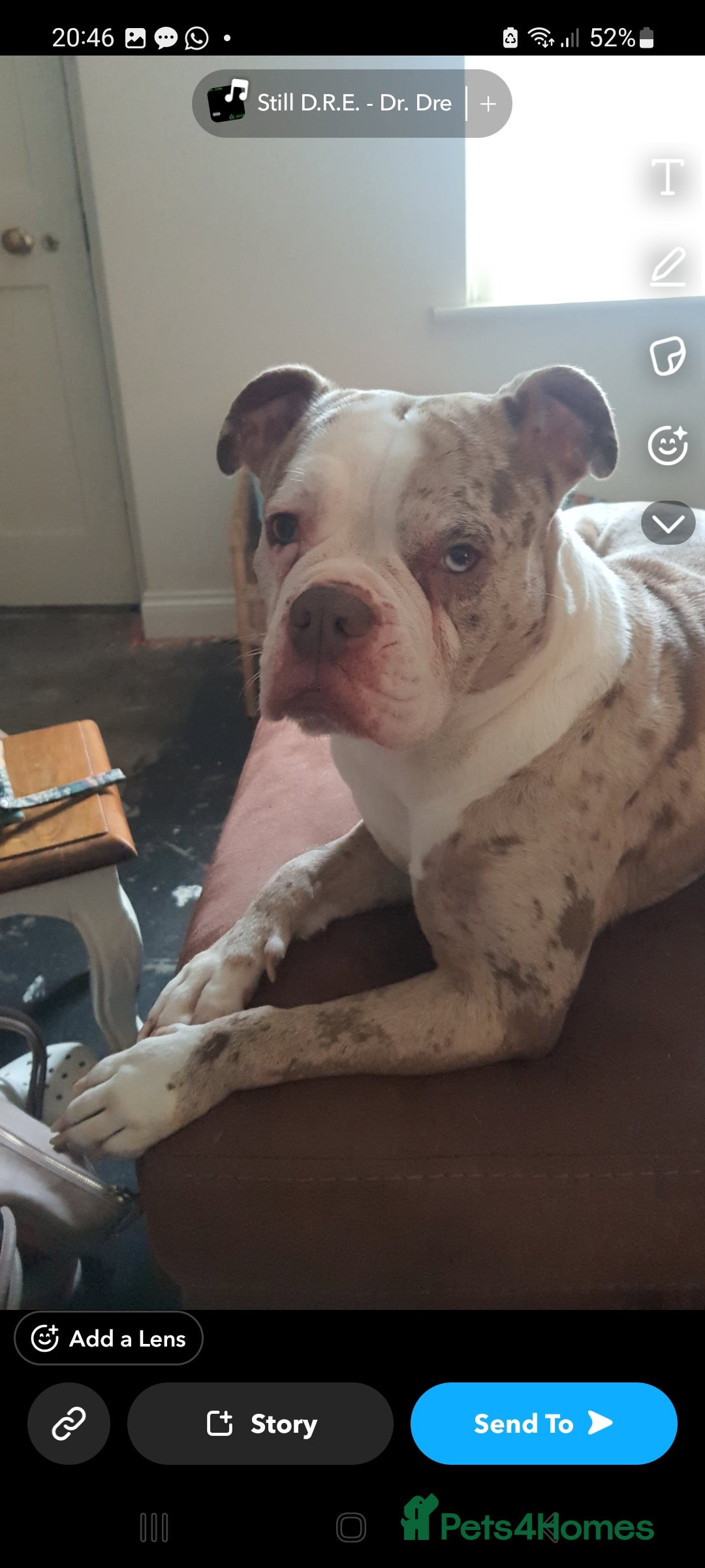 Mixed Breed dogs Bulldog  - Advert 2