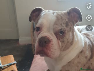 Mixed Breed dogs Bulldog - Advert 6