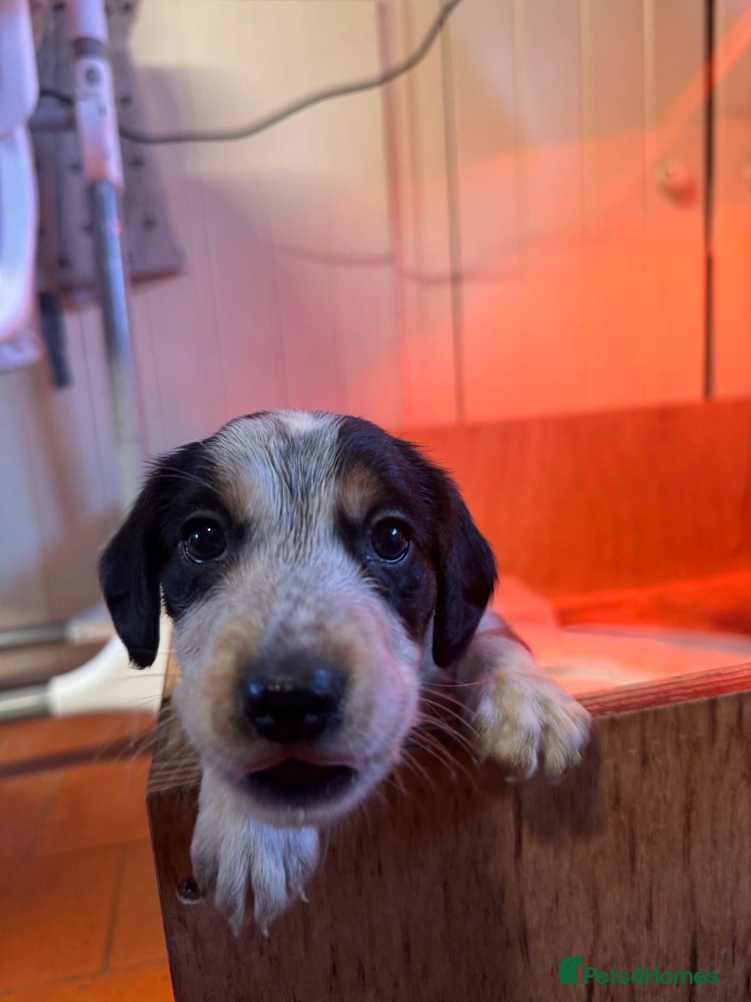 Mixed Breed dogs for sale: Australian Kelpie/Cocker Spaniel Puppies  - Advert 8