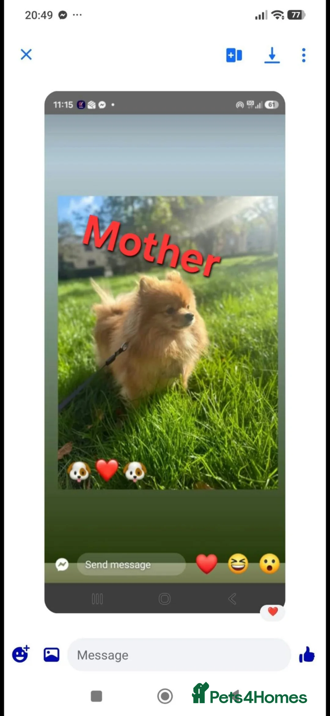 Pomeranian dogs for sale: 🐶 Beautiful Pomeranian Puppies Ready December - Advert 2