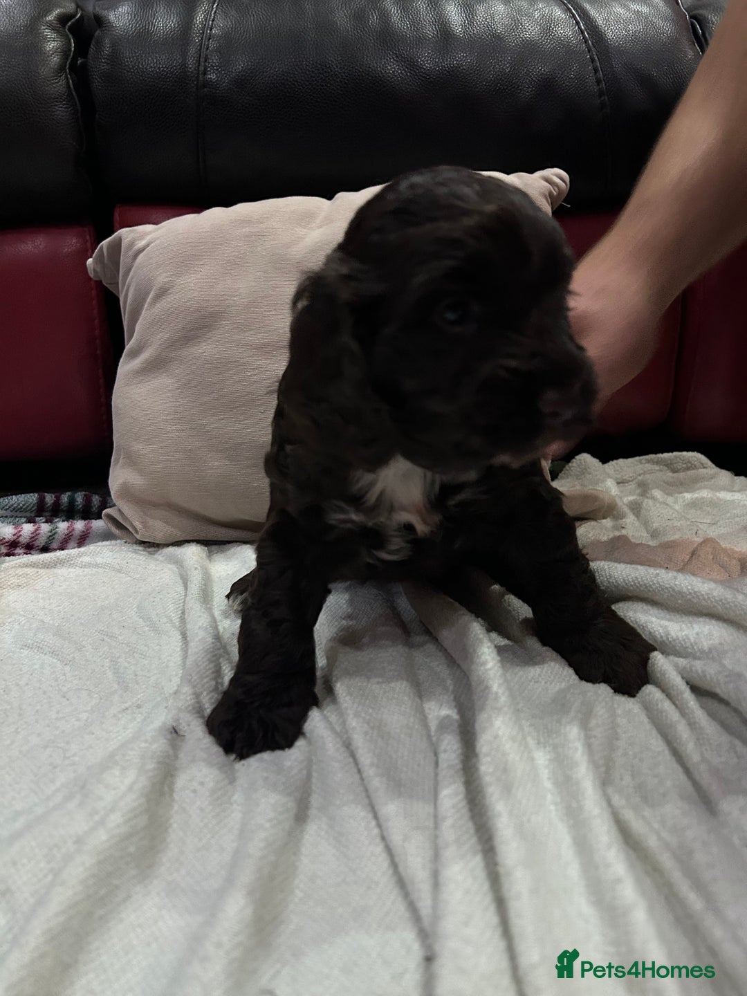 Cockapoo dogs for sale: Cockapoo male - Advert 5