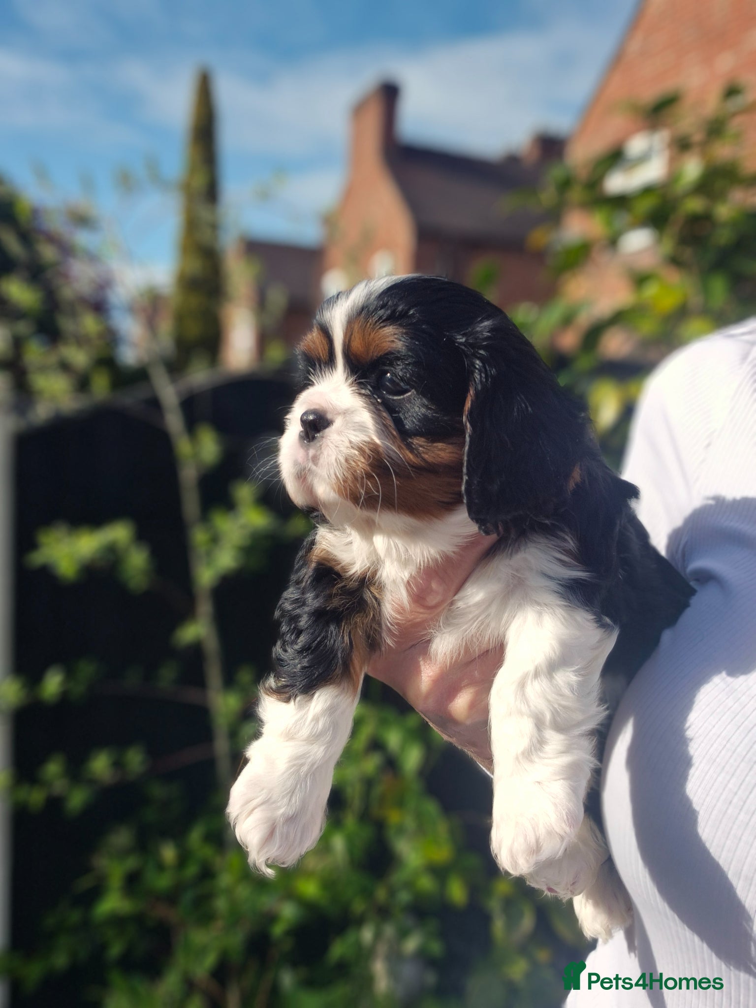 Cavalier King Charles Spaniel dogs Kc registered stunning puppies  - Advert 4