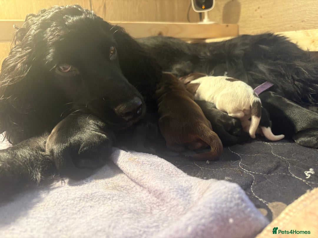 Cocker Spaniel dogs for sale: Beautiful Show Type Cocker Spaniel Puppies - Image 24