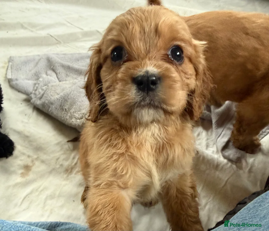 Mixed Breed dogs for sale: Mini Cavapoo puppy’s black and gold  - Advert 12
