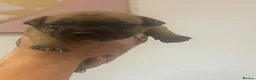 Staffordshire Bull Terrier dogs for sale: Red. Staffordshire bull terriers  - Advert 13