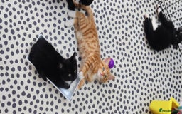 Mixed Breed cats for sale: Half ragdoll kittens for sale - Image 5