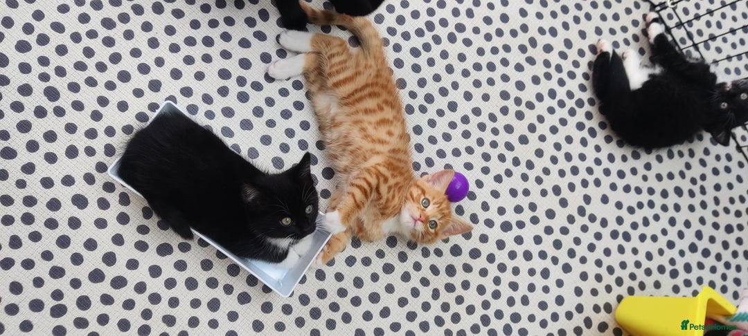 Mixed Breed cats for sale: Half ragdoll kittens for sale - Image 5