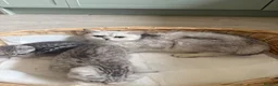 British Shorthair cats for sale: Beautiful British shorthair kittens - Advert 6