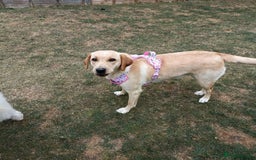 Labrador Retriever dogs for sale: Shelby 1 Year old Yellow Labrador  - Image 5
