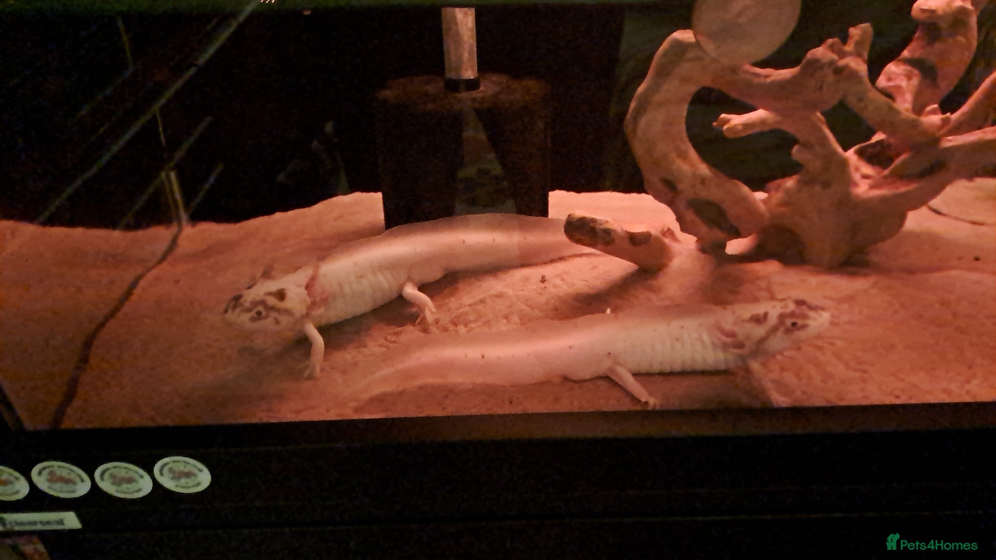 Axolotl reptiles for sale: 2 male dirty leisistic axolotls - Advert 1