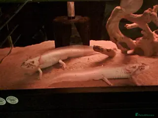 Axolotl reptiles 2 male dirty leisistic axolotls - Advert 9