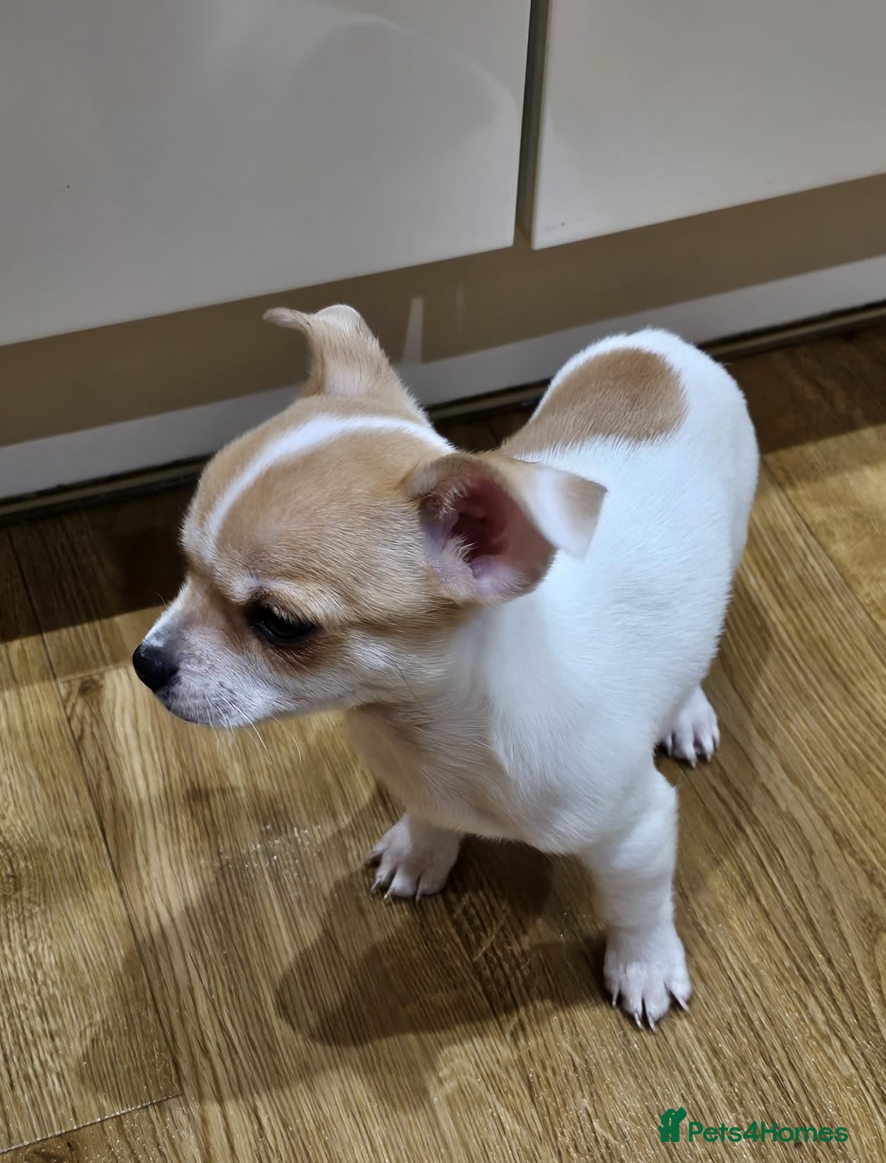 Chihuahua dogs Last Adorable Chihuahua boy puppy  - Advert 16