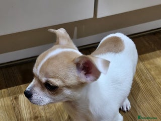 Chihuahua dogs Last Adorable Chihuahua boy puppy - Advert 11