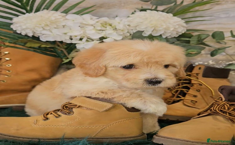 Maltipoo dogs - Advert 4