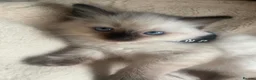 Ragdoll cats for sale: Ragdoll males for sale - Advert 8