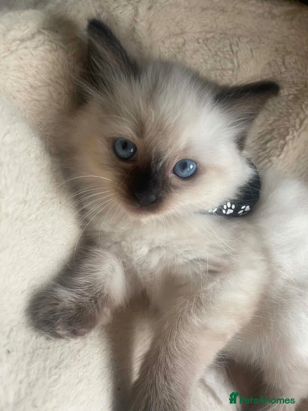 Ragdoll cats for sale: Ragdoll males for sale - Advert 8