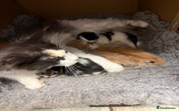 Maine Coon cats for sale: Pedigree Maine Coon Kittens 🐱 fully vaccinated  - Image 9