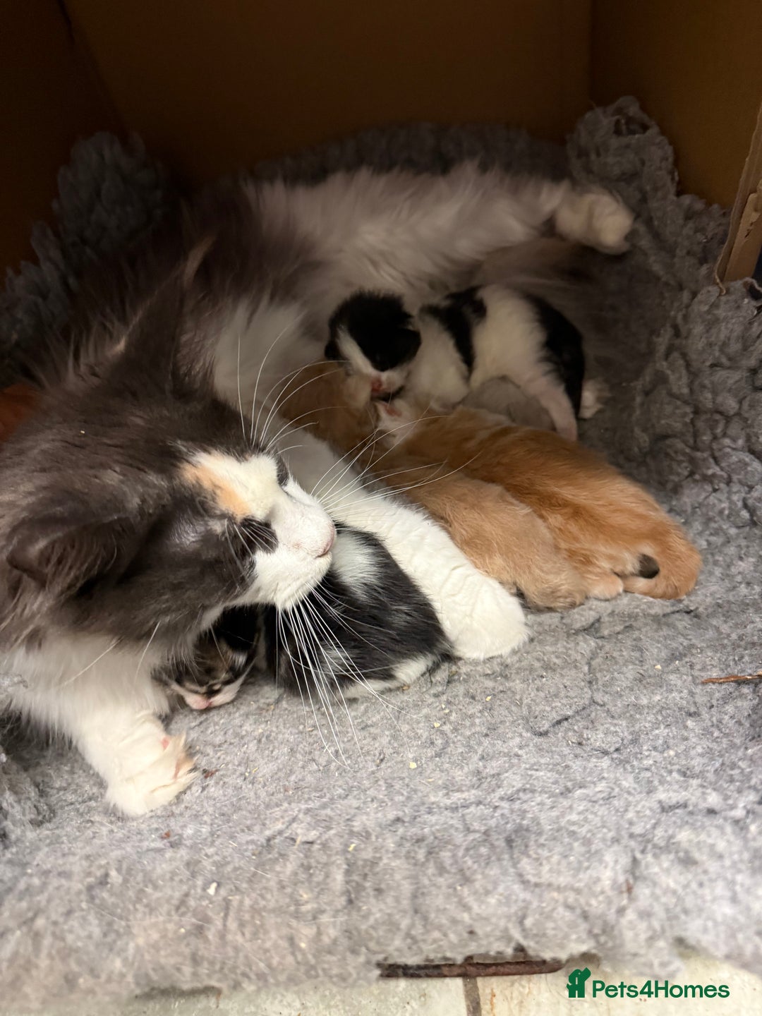 Maine Coon cats for sale: Pedigree Maine Coon Kittens 🐱 fully vaccinated  - Image 9