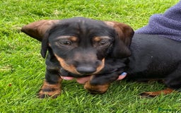 Dachshund dogs for sale: Stunning Dachshunds  - Image 6