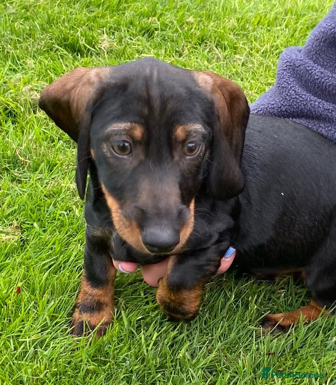 Dachshund dogs for sale: Stunning Dachshunds  - Image 6