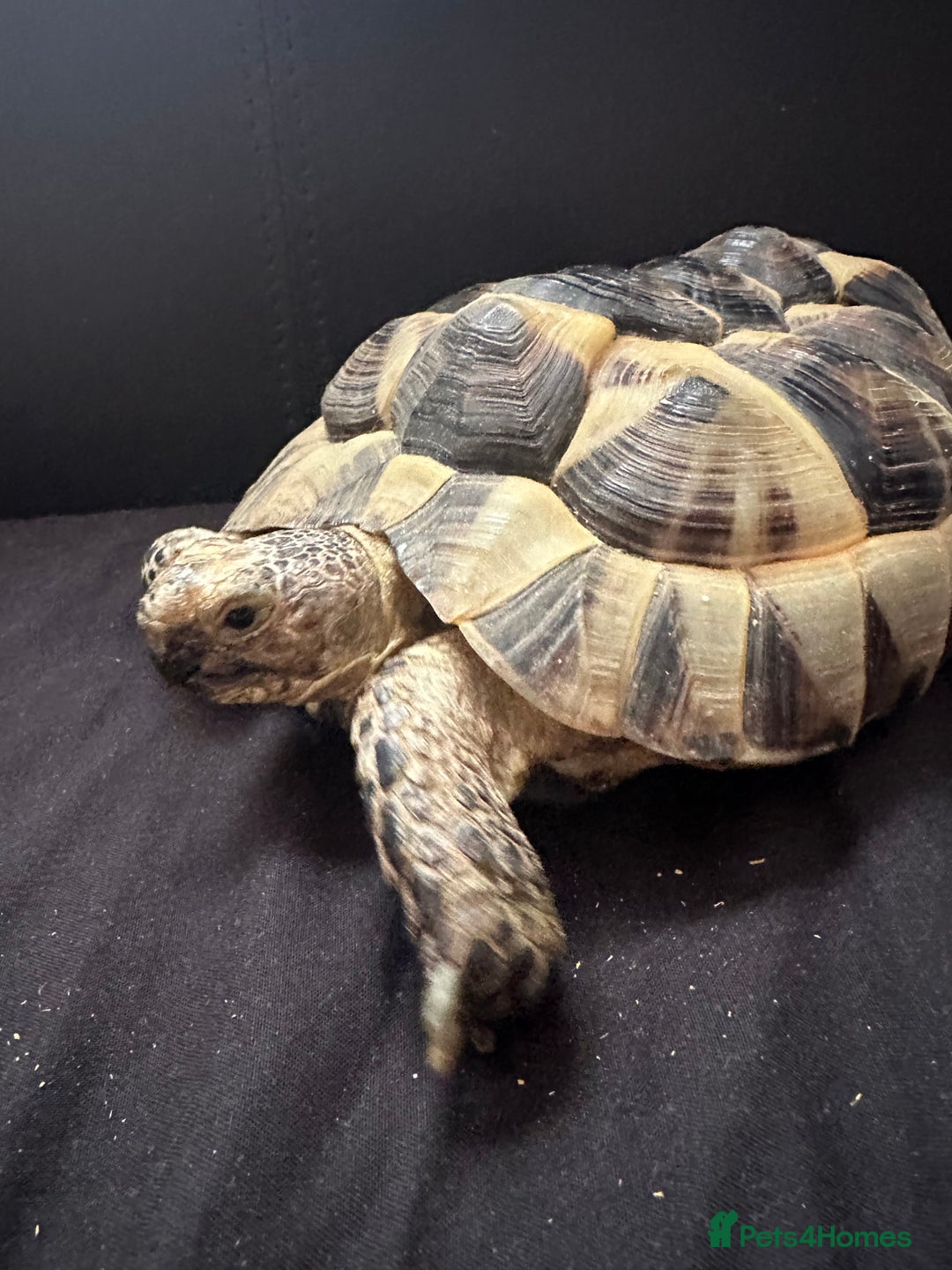 Tortoise reptiles for sale: Mediterranean Spur Thighed  - Advert 5