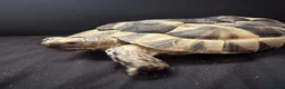 Tortoise reptiles for sale: Mediterranean Spur Thighed  - Advert 5