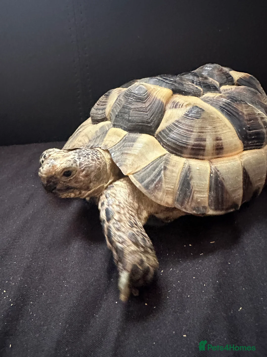 Tortoise reptiles for sale: Mediterranean Spur Thighed  - Advert 5