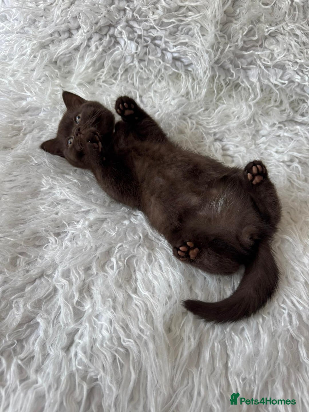 British Shorthair cats for sale: 💙 2 handsome  GCCF British Sorthair 💙 - Image 18