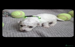 Bichon Frise dogs for sale: Beautiful Bichon Frise Litter 3M/1F – Puppy Pack - Image 8