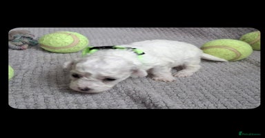 Bichon Frise dogs - Advert 11
