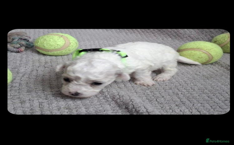 Bichon Frise dogs - Advert 1