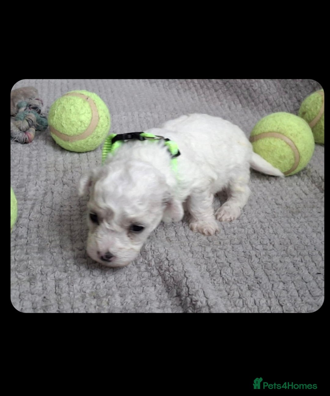 Bichon Frise dogs for sale: Beautiful Bichon Frise Litter 3M/1F – Puppy Pack - Image 8