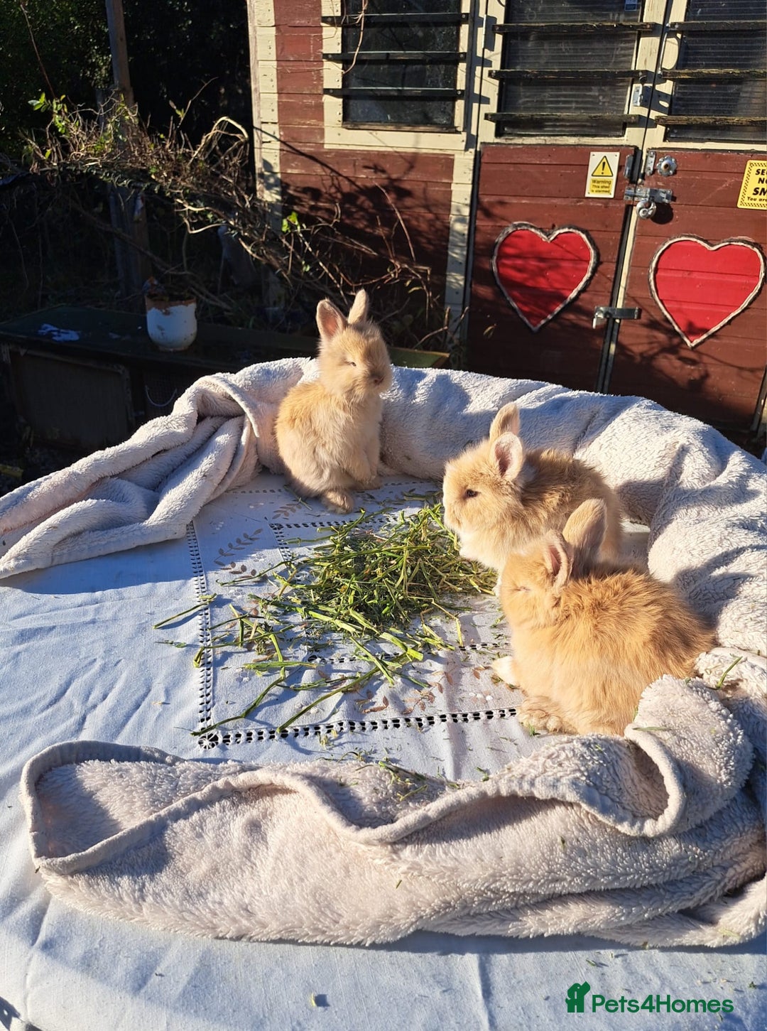 Angora rabbits for sale: Gorgeous Angora Rabbits, Pure Bred Full Faced. - Advert 38