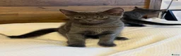 Domestic Shorthair cats for sale: Beautiful grey kittens available from 15 February  - Advert 3