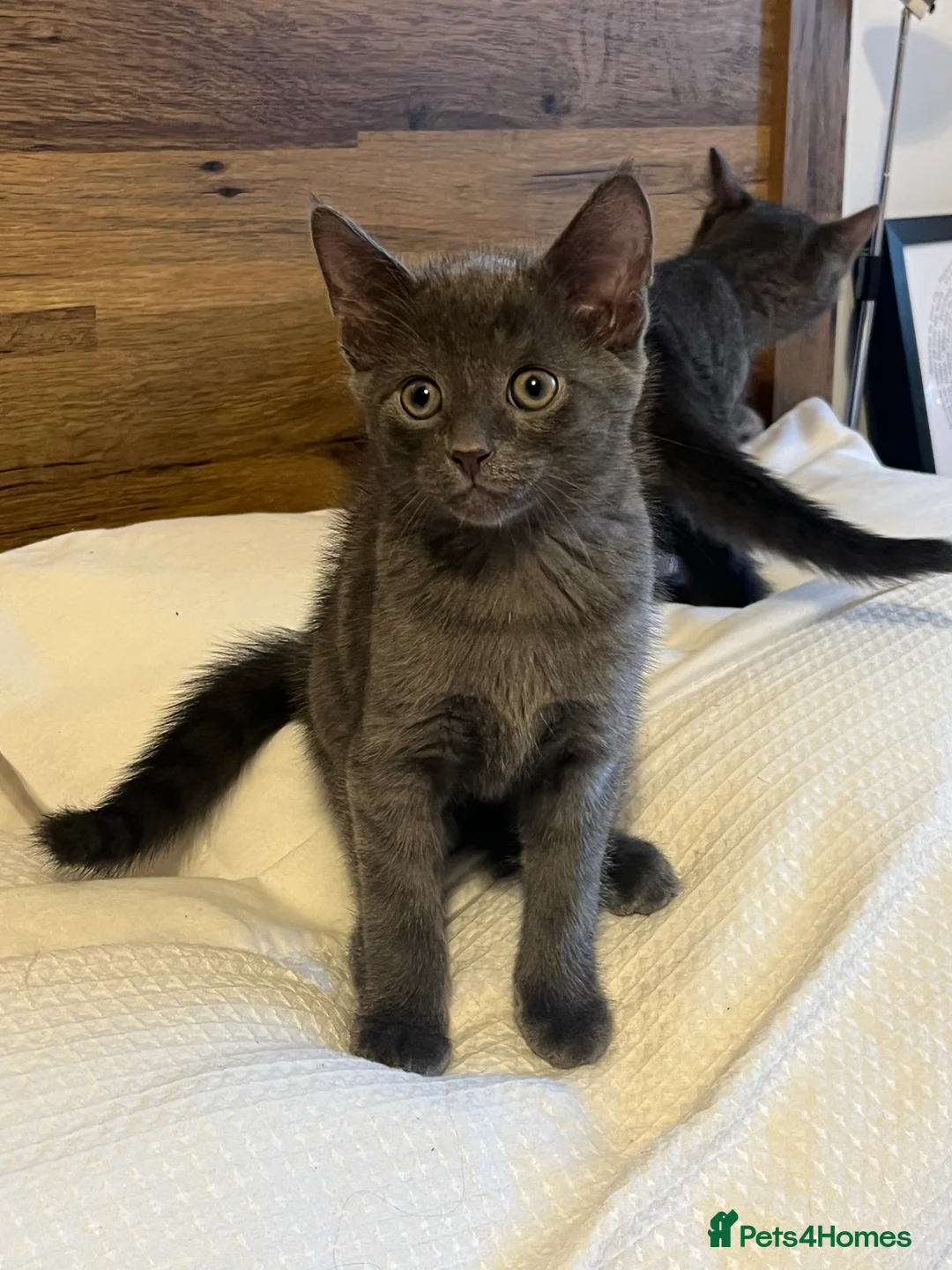Domestic Shorthair cats for sale: Beautiful grey kittens available from 15 February  - Advert 3