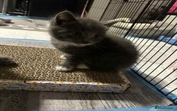 British Longhair cats for sale: 5 little kittens  - Advert 16