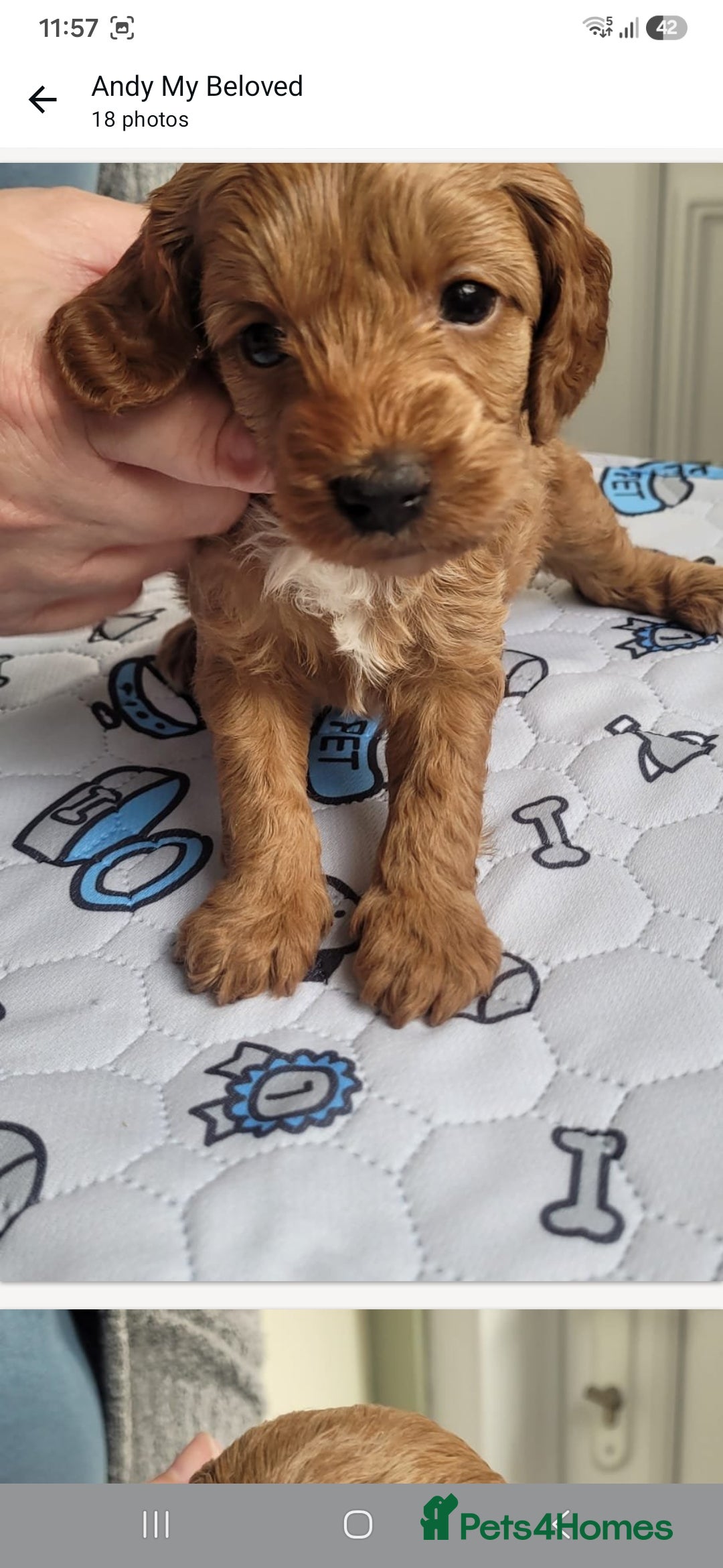 Cavapoo dogs HEALTH-TESTED CAVAPOOS. - Advert 2