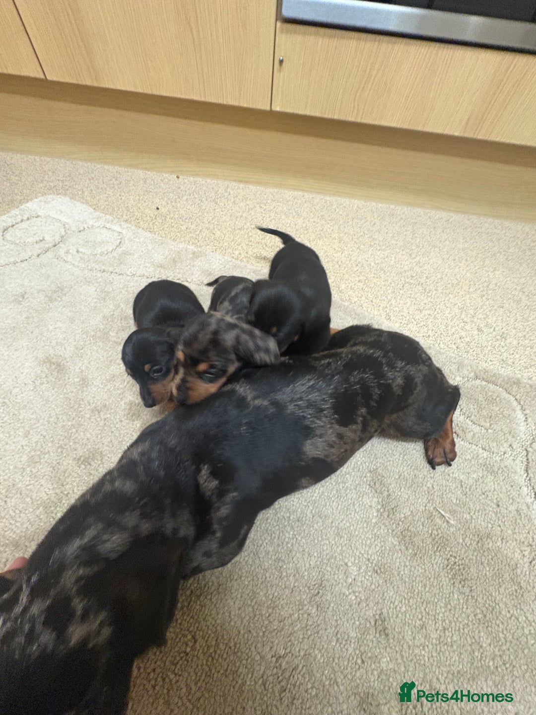 Dachshund dogs for sale: Dachshund ❤️ 1 male 1 female LEFT - Advert 5