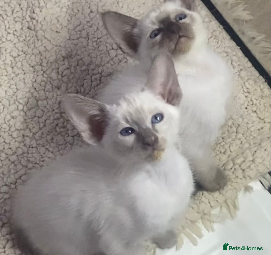 Mixed Breed cats for sale: Oriental/ Siamese  - Advert 14