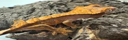 Mixed Breed reptiles for sale: various geckos! - Advert 26