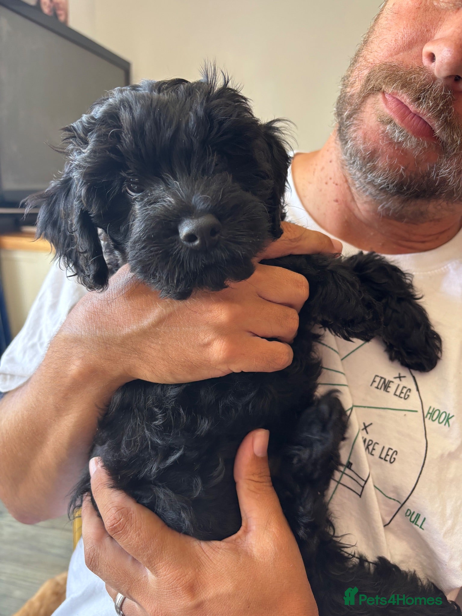 Cavapoo dogs Little Romeo looking for his Juliet!  - Advert 10