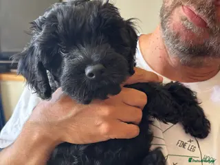 Cavapoo dogs Little Romeo looking for his Juliet! - Advert 10